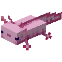 Axolotl